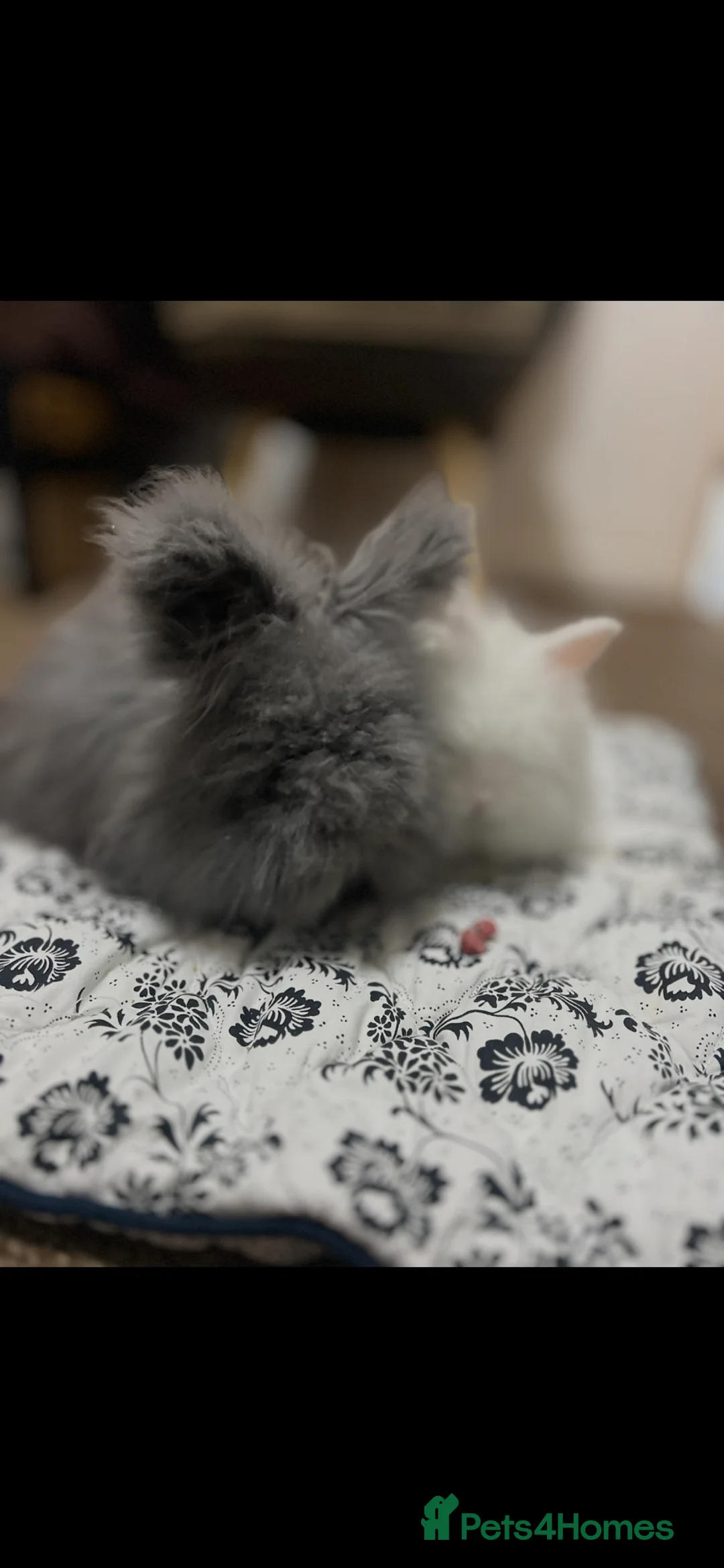 Angora rabbits for sale: Full English Angora female  - Advert 1