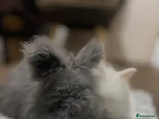 Angora rabbits Full English Angora female - Advert 7