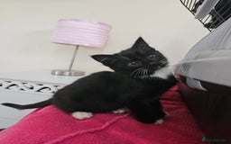 Mixed Breed cats for sale: Fluffy Female Kitten 10 weeks old  - Advert 11
