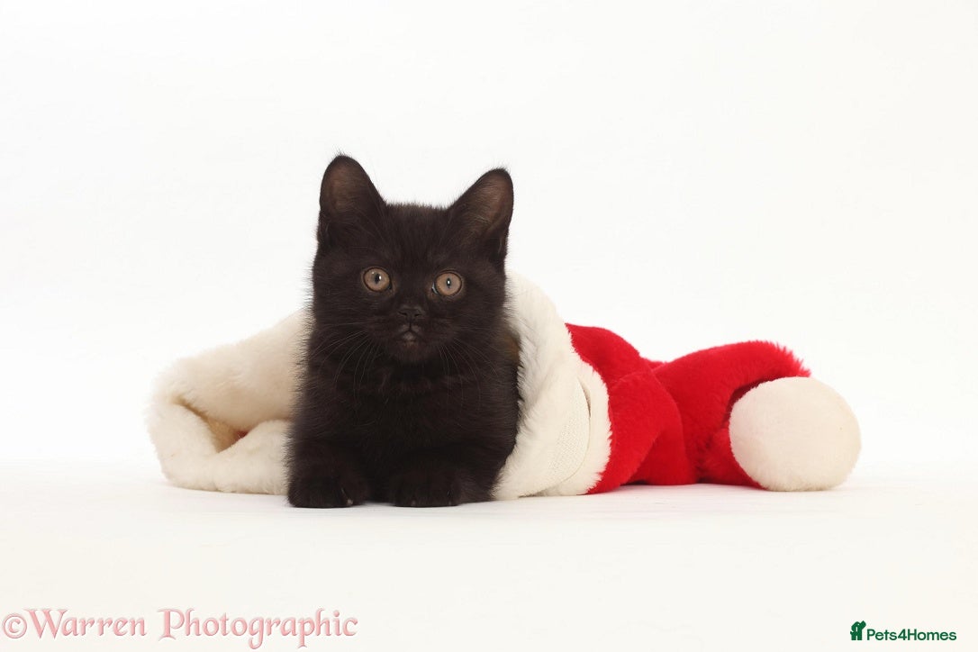 British Shorthair cats Adorable British Babies  - Advert 14