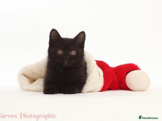 British Shorthair cats Adorable British Babies - Advert 5