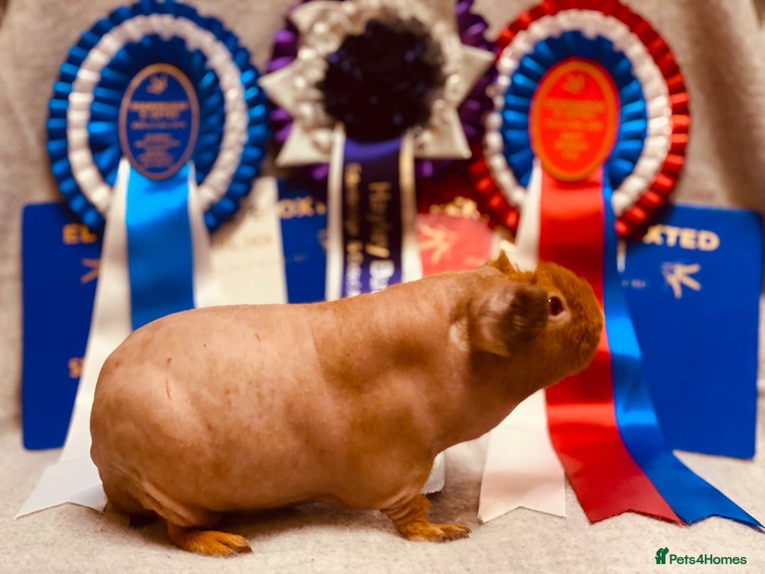 Guinea Pig rodents for sale: Skinny pig baby boy ready to reserve  - Advert 6
