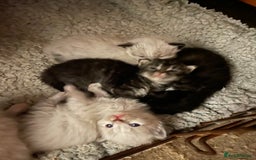Mixed Breed cats for sale: Ragdoll x Maine coon kittens - Image 12