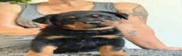Rottweiler dogs for sale: Stunning kc rottweiler pups - Advert 6