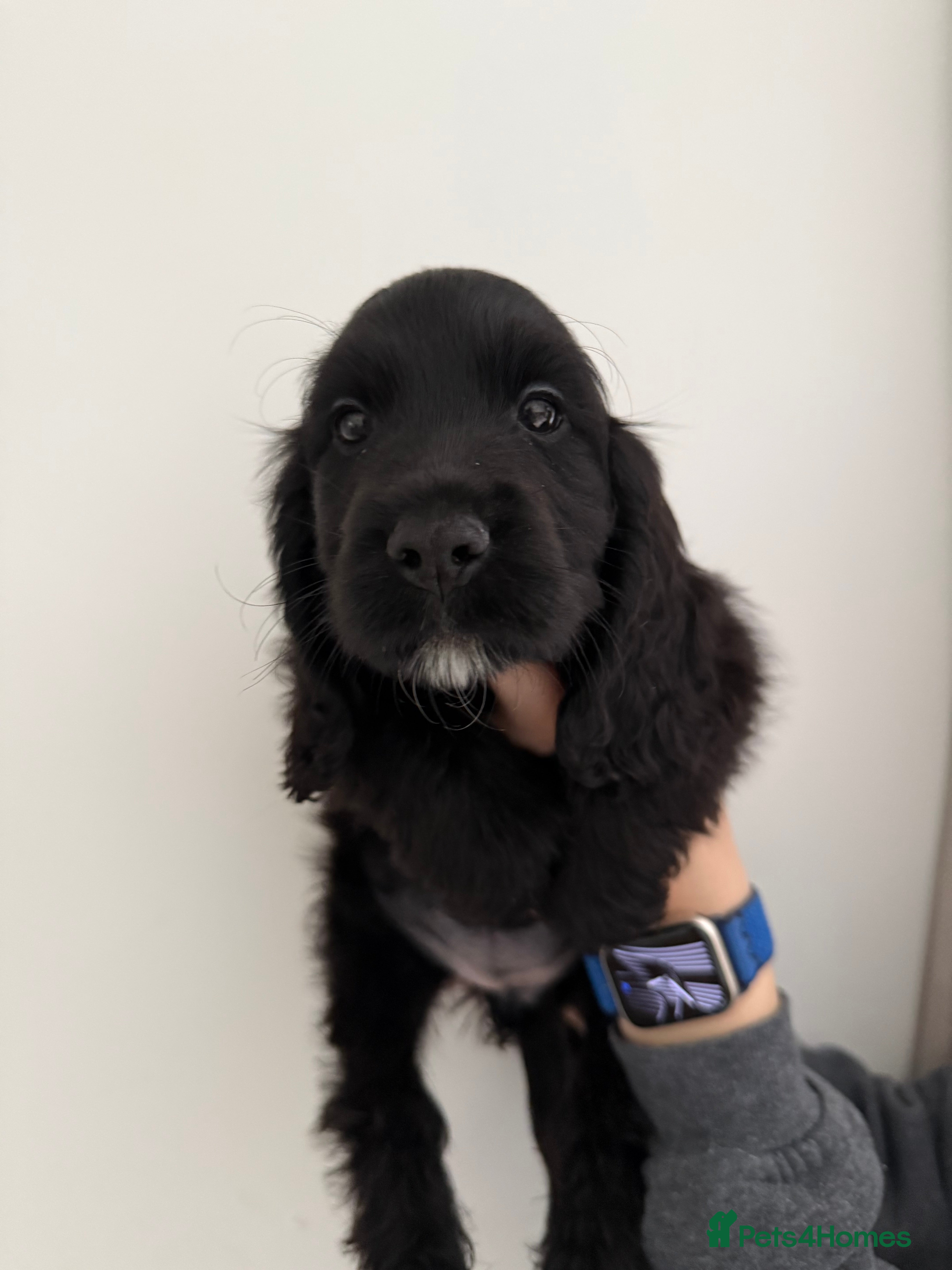 Cocker Spaniel dogs 1x black girl  READY NOW Show type  - Advert 9