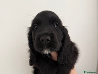 Cocker Spaniel dogs 1x black girl READY NOW Show type - Advert 10