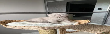 Scottish Fold 1