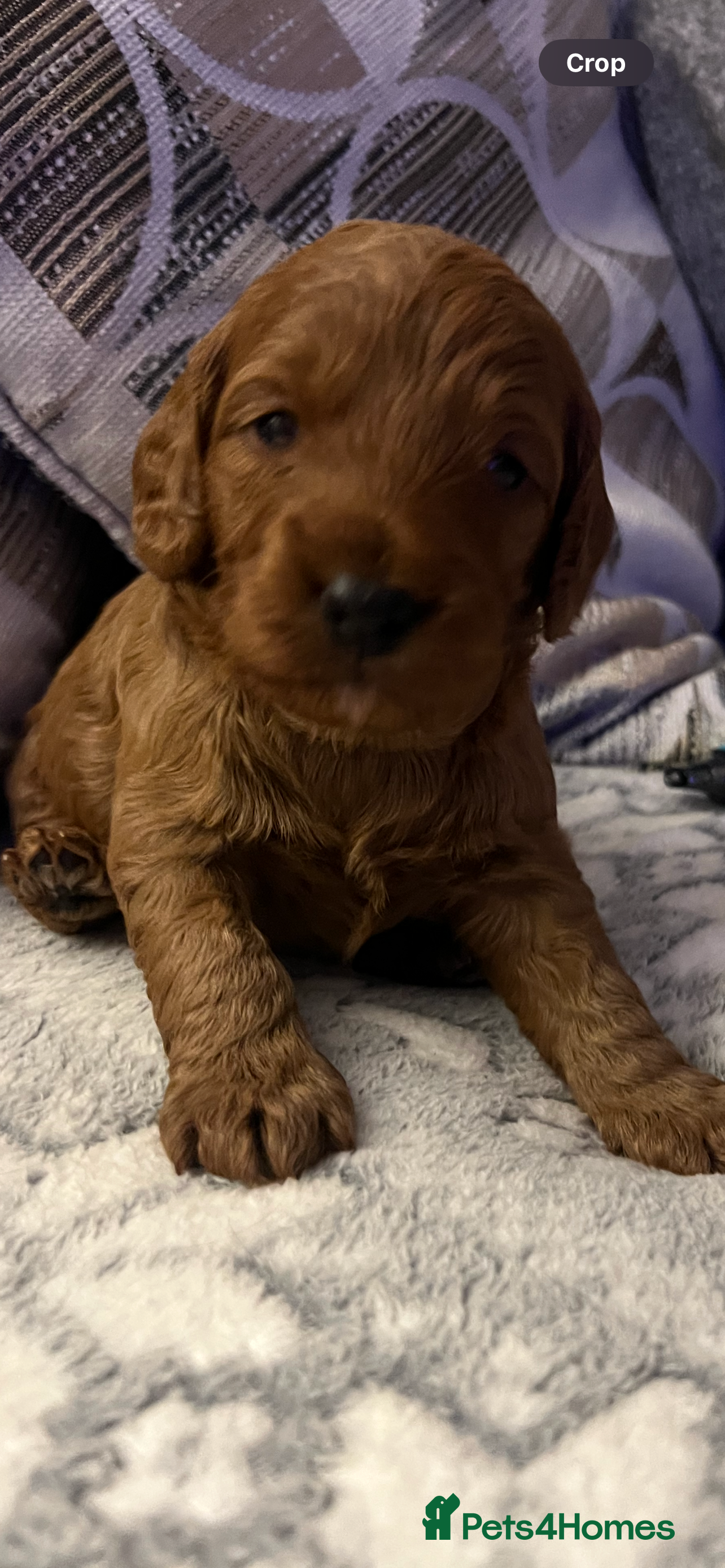 Cockapoo dogs Cookapoo - Advert 2