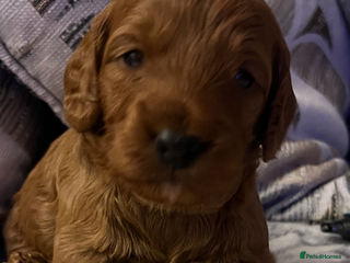 Cockapoo dogs Cookapoo - Advert 2