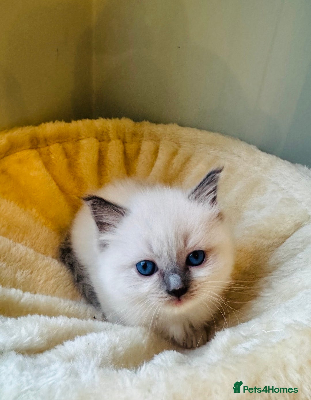 Ragdoll cats for sale: Pure bred blue & lilac point Ragdoll kittens  - Advert 12