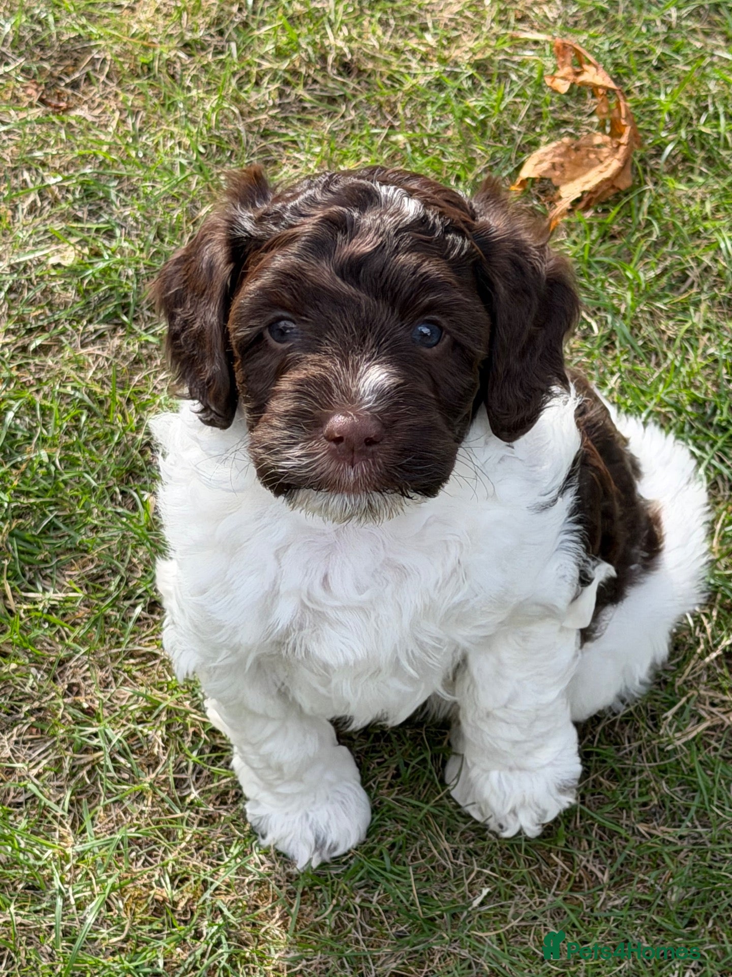 Cockapoo dogs F1b Cockapoos 5⭐️ Licensed Breeder Full DNA Clear - Advert 2