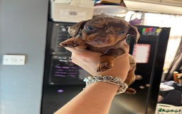 Miniature Dachshund dogs for sale: Beautiful miniature dachshunds  - Image 11