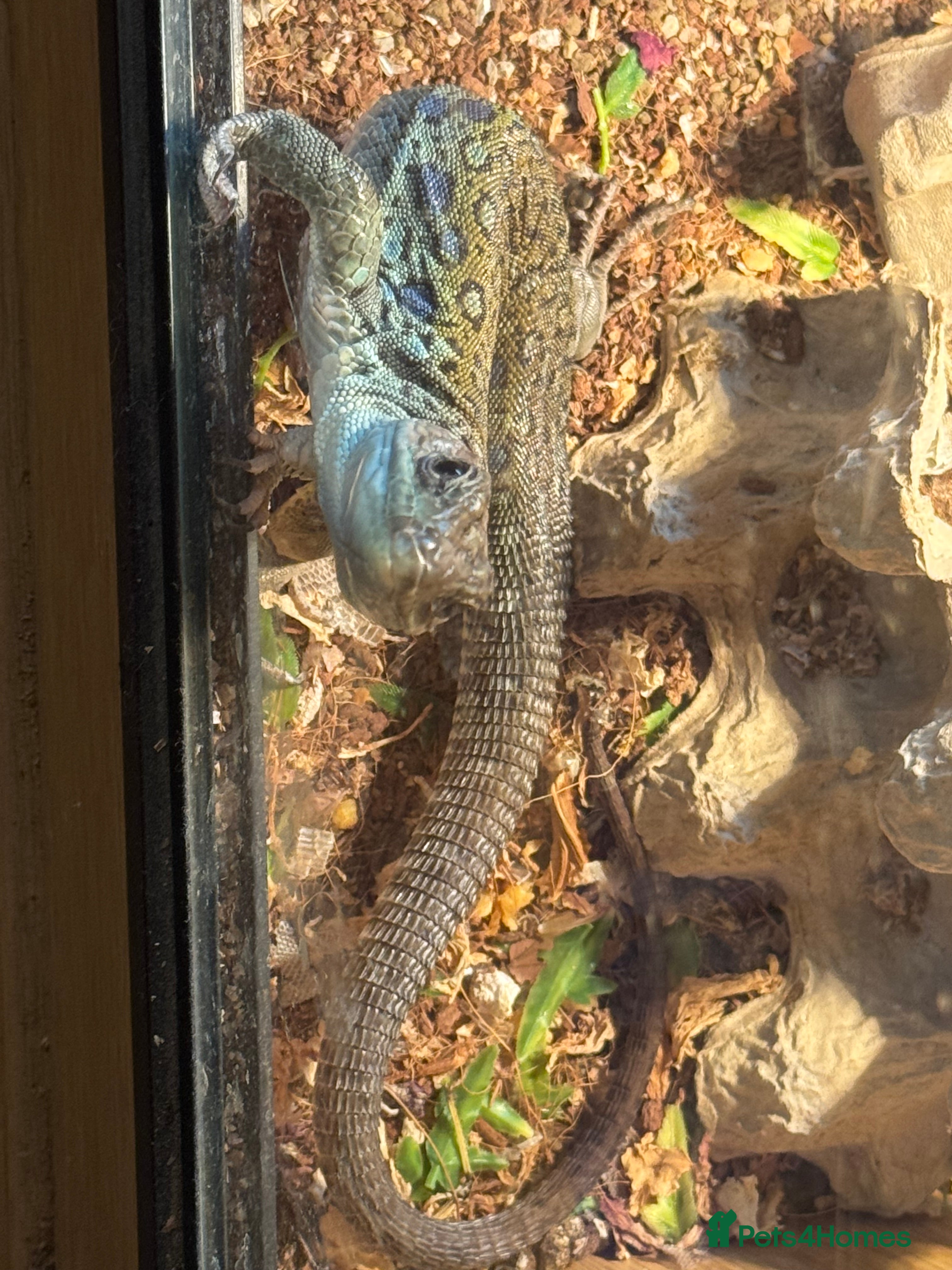 Lizard reptiles European eyed lizard/occelated lizard  - Advert 1