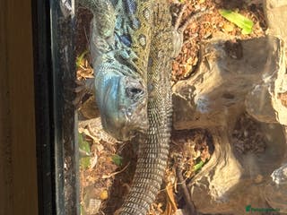 Lizard reptiles European eyed lizard/occelated lizard - Advert 2