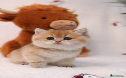 British Shorthair cats for sale: ❤️ British shorthair kittens  - Advert 5