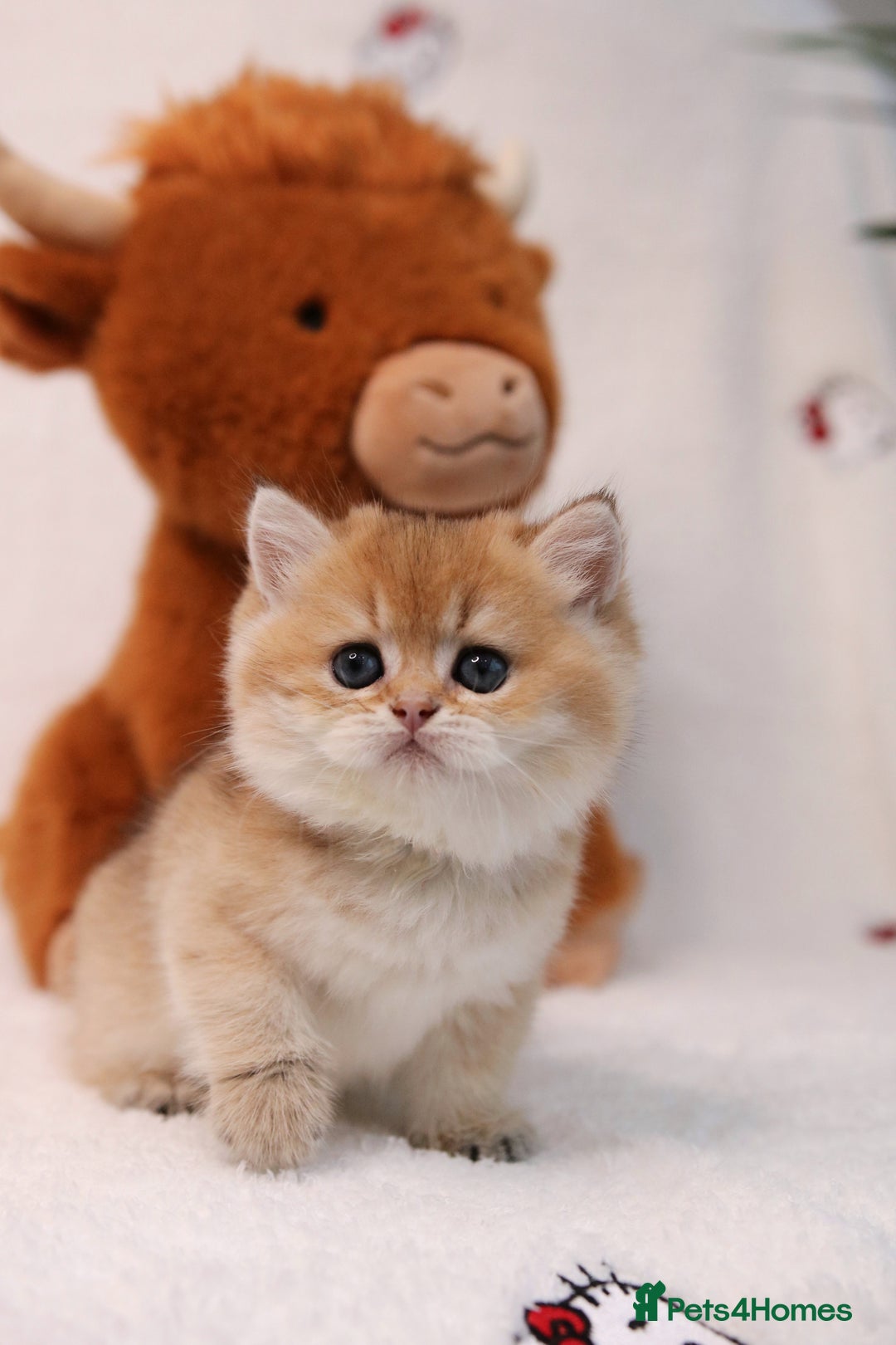 British Shorthair cats for sale: ❤️ British shorthair kittens  - Advert 5