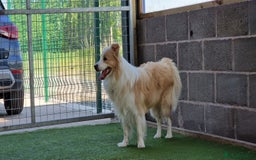 Border Collie dogs for stud: Border Collie for Stud - Proven in Preston - Image 3