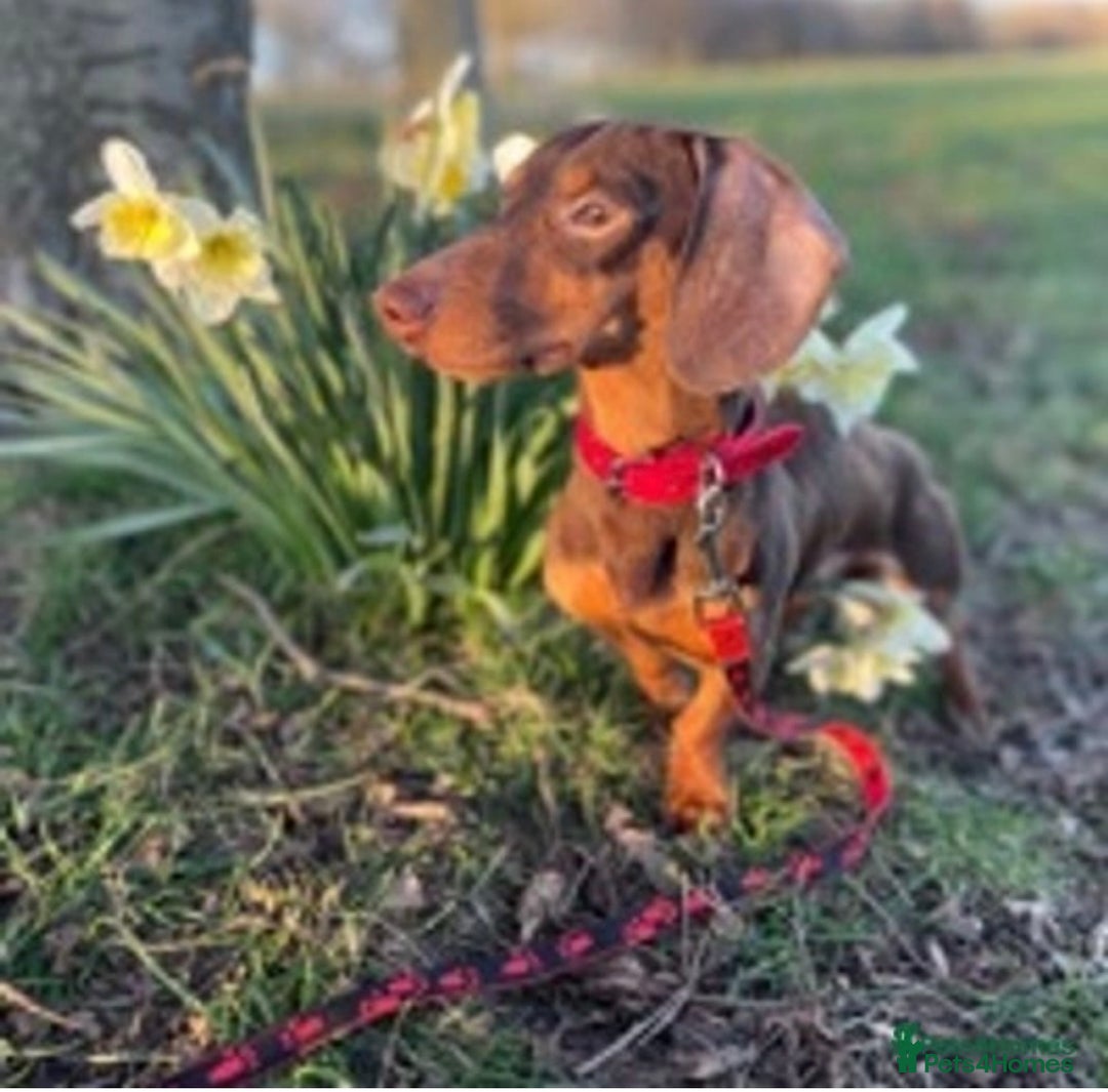 Miniature Dachshund dogs for stud: Experienced Choc & Tan Mini - KC Reg & DNA CLEAR in Romford - Advert 3