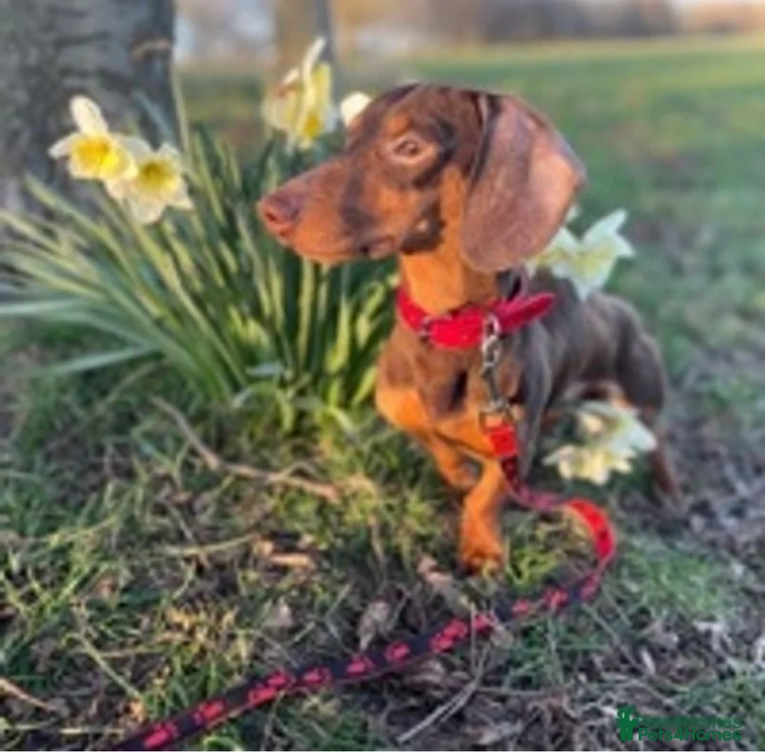 Miniature Dachshund dogs for stud: Experienced Choc & Tan Mini - KC Reg & DNA CLEAR in Romford - Advert 3