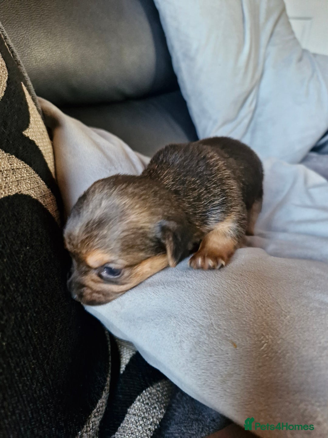 Chorkie dogs for sale: 3 quarter chihuahua 1 quarter yorkie - Image 2