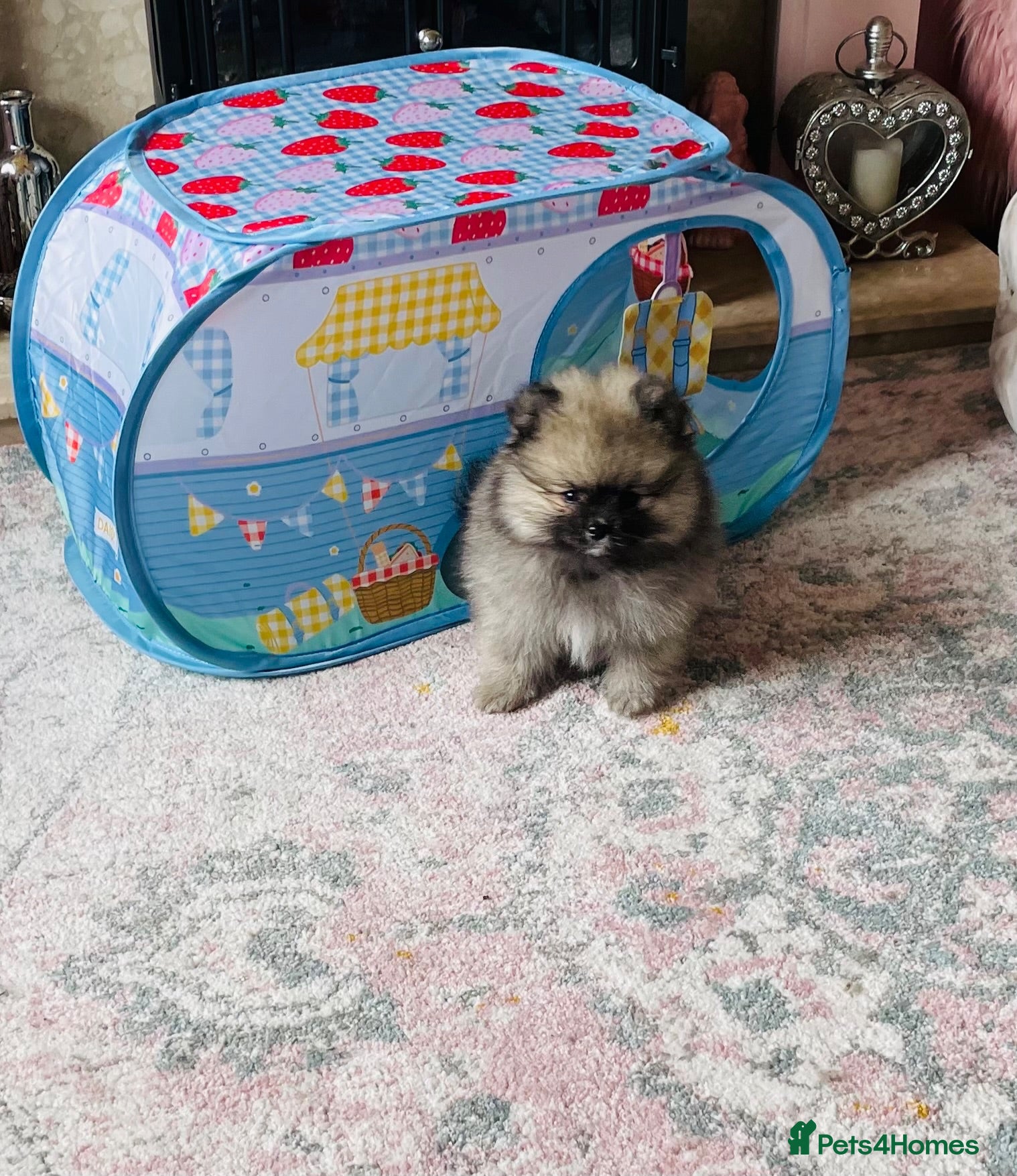 Pomeranian dogs 💙Ready now! Kc Teddy Bear Pomeranian💙 - Advert 9