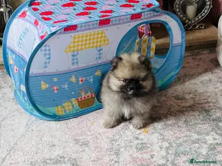 Pomeranian dogs 💙Ready now! Kc Teddy Bear Pomeranian💙 - Advert 9