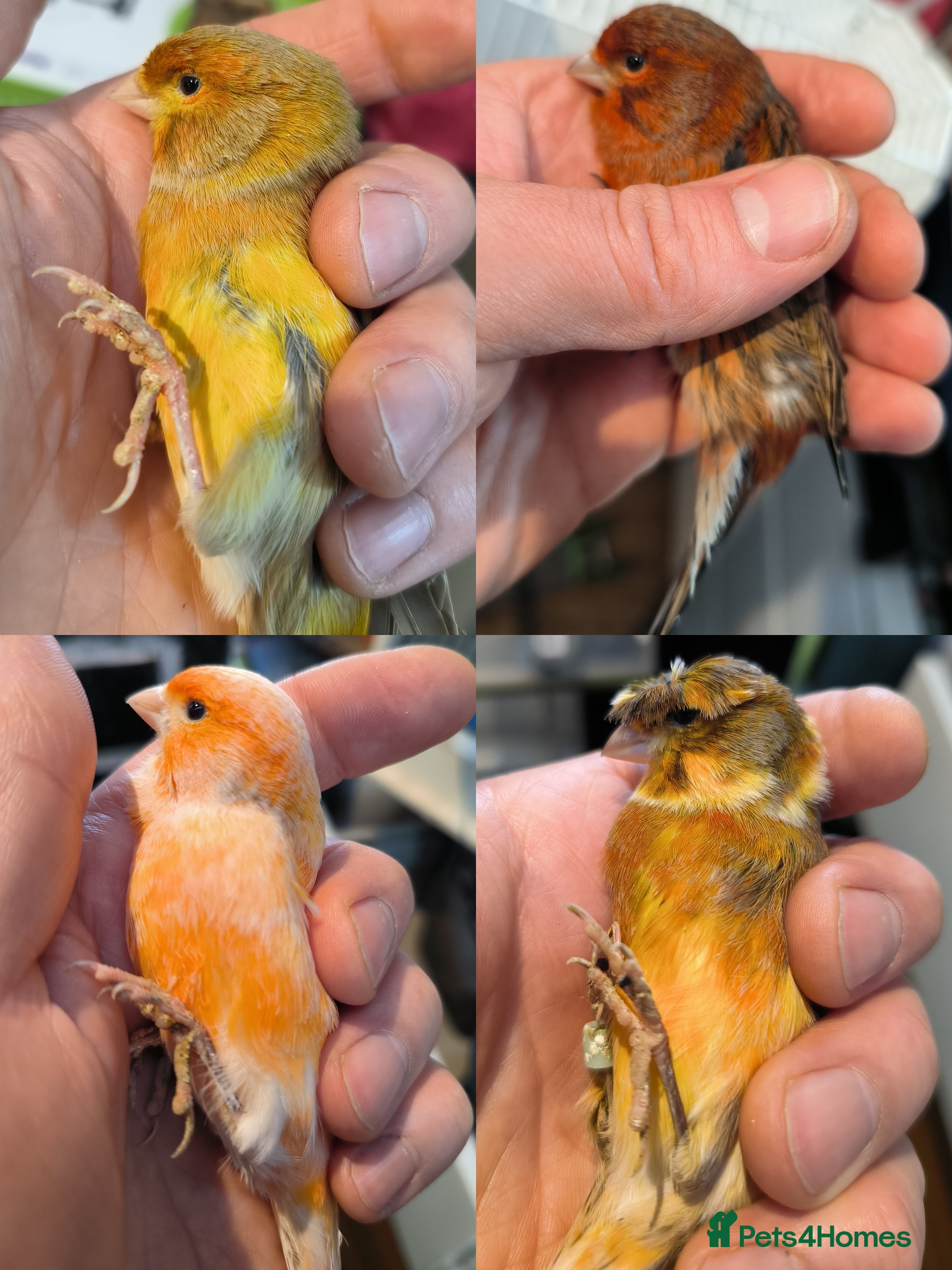 Canaries birds 5 beautiful 2025 canaries  - Advert 1