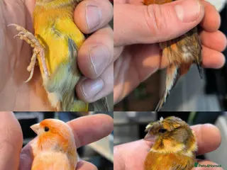 Canaries birds 5 beautiful 2025 canaries - Advert 13