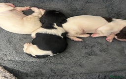 English Springer Spaniel dogs for sale: KC registered Springer spaniels puppies  - Image 30