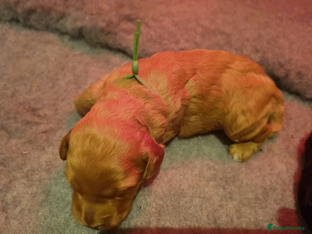 Cockapoo dogs for sale: Cockapoo puppies looking for their forever homes - Advert 10