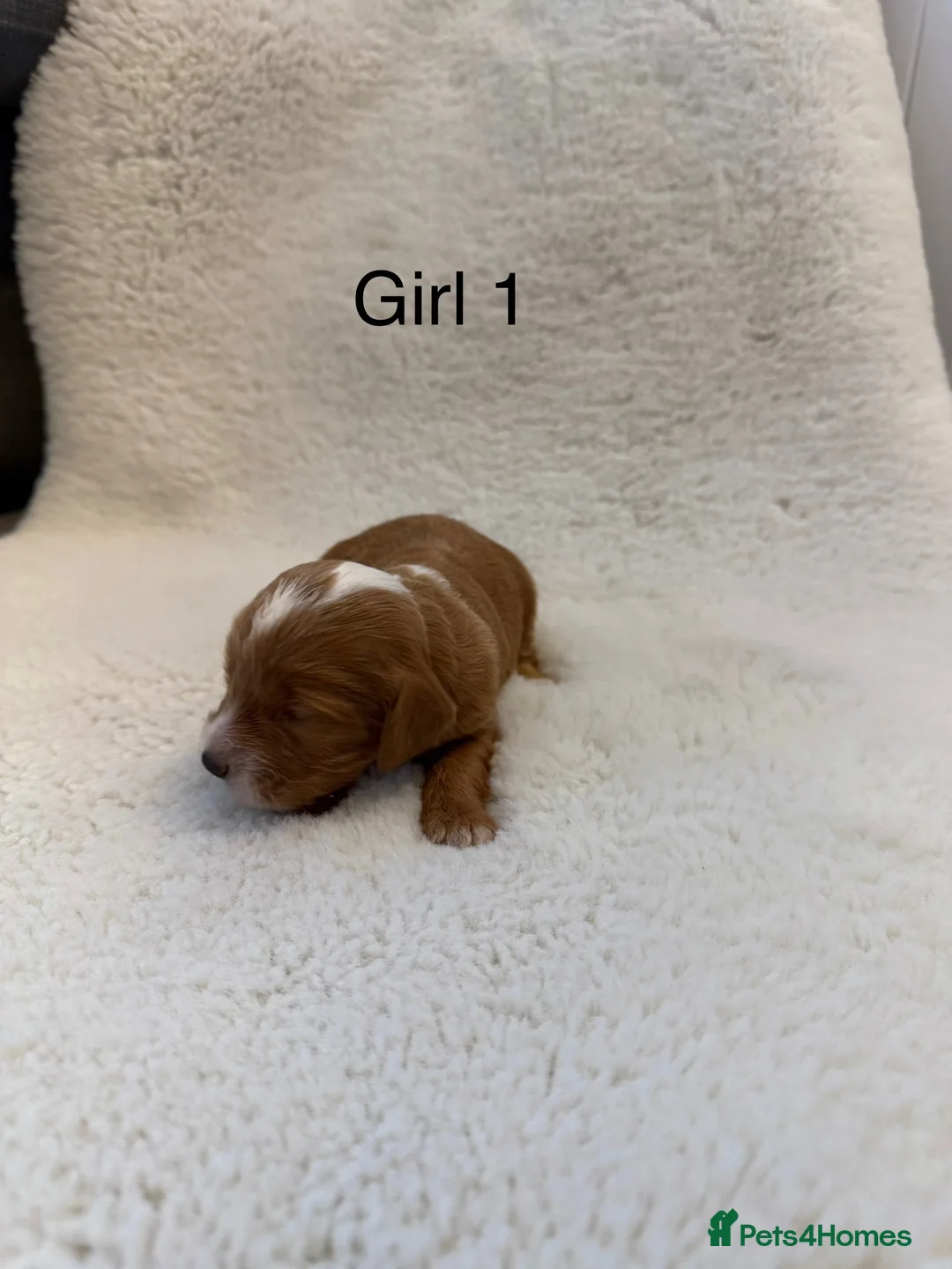 Cockapoo dogs for sale: F1 stunning cockerpoo puppies - Advert 4