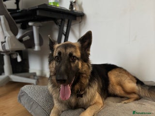 German Shepherd dogs REHOME - Advert 1