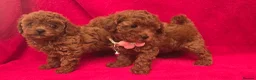 Toy Poodle dogs for sale:  Asian Toy Poodles (both parents Asian) For sale - Advert 17