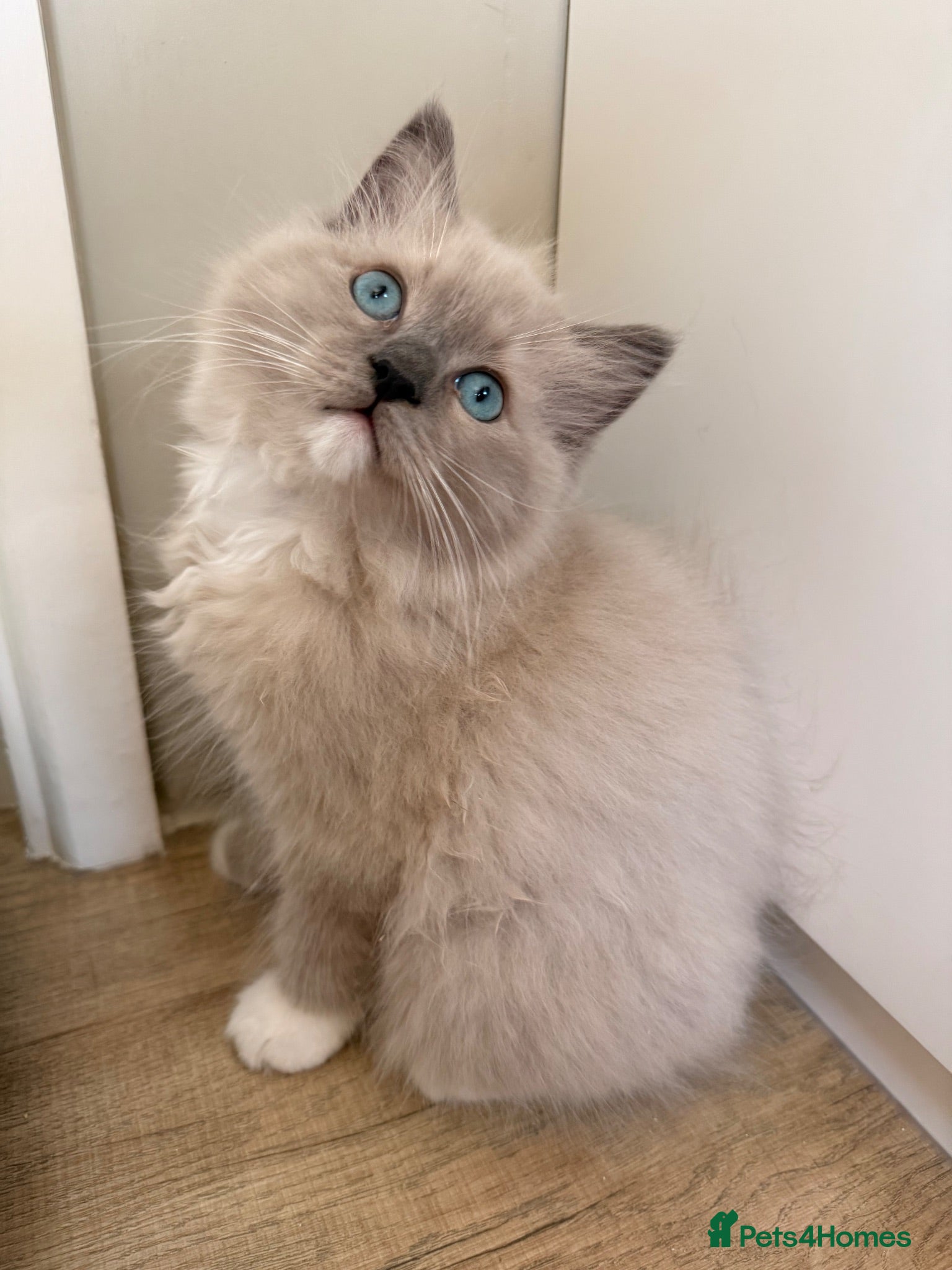 Ragdoll cats Beautiful ragdoll babies! 😻😻😻 - Advert 3