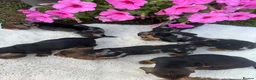 Dachshund dogs for sale: Standard wire haired dapple dachshund  in Worcester - Advert 27