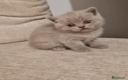 British Shorthair cats for sale: British shorthair  - Image 8
