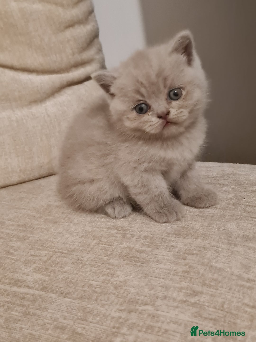 British Shorthair cats for sale: British shorthair  - Image 8