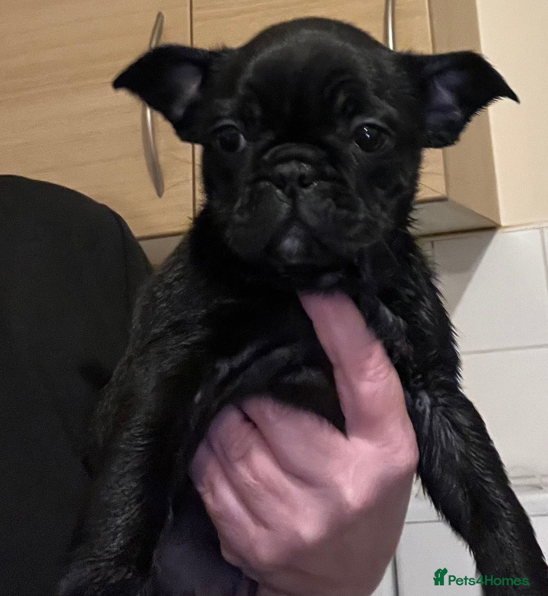 Frug dogs for sale: Beautiful frug female  - Advert 7
