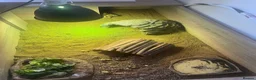 Hermann Tortoise reptiles for sale: Herman tortoise and enclosure  in Bridgwater - Advert 3