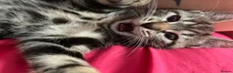 Bengal cats for sale:  Bengal kittens, ready to go! ❤️🏡 - Advert 22