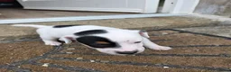 Jack Russell dogs for sale: Jack russell puppies in Newton Stewart - Advert 4