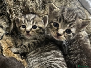 Domestic Shorthair cats Domestic short haired tabby and black kittens - Advert 11