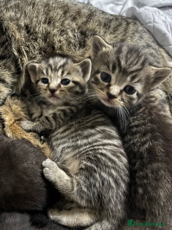 Domestic Shorthair cats Domestic short haired tabby and black kittens - Advert 5