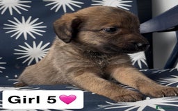 Mixed Breed dogs for sale: Bedlington whippet puppies - Image 29