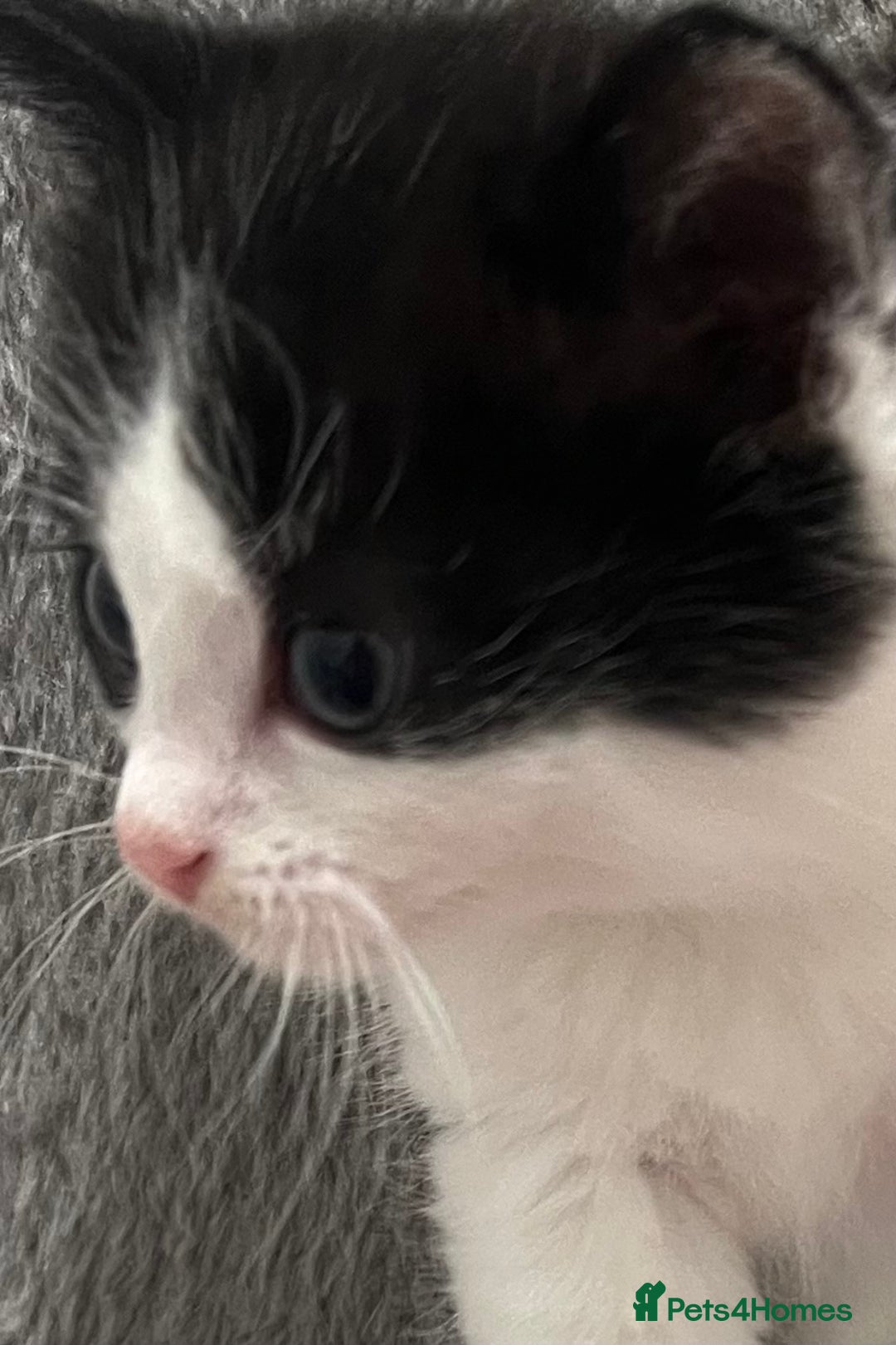 Mixed Breed cats for sale: A Surprise Litter. Dot’s first and last!  - Advert 7