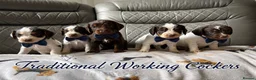 Cocker Spaniel dogs for sale: 🐶💫Traditional Working Cocker pups🐶💫 in Middlewich - Advert 8