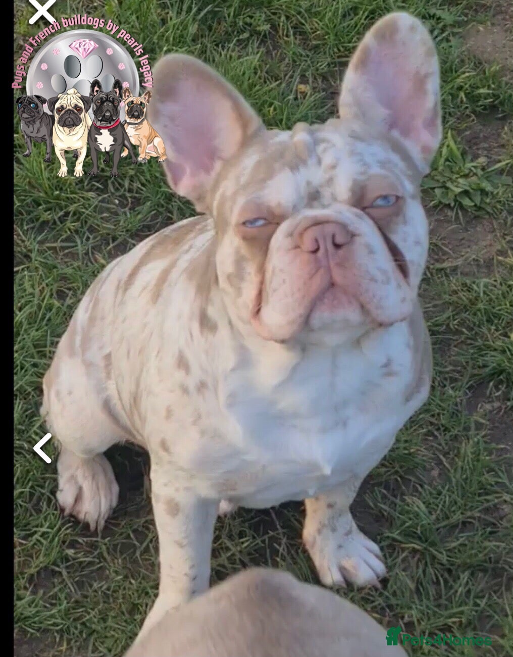 French Bulldog dogs New shade Isabella Merle fluffy carrier  - Advert 1