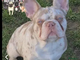 French Bulldog dogs New shade Isabella Merle fluffy carrier - Advert 13