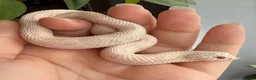 Snake reptiles for sale: Various Western Hognose Hatchlings - Advert 31