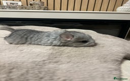 Chinchilla rodents for sale: Beautiful baby angora chinchillas  - Image 6